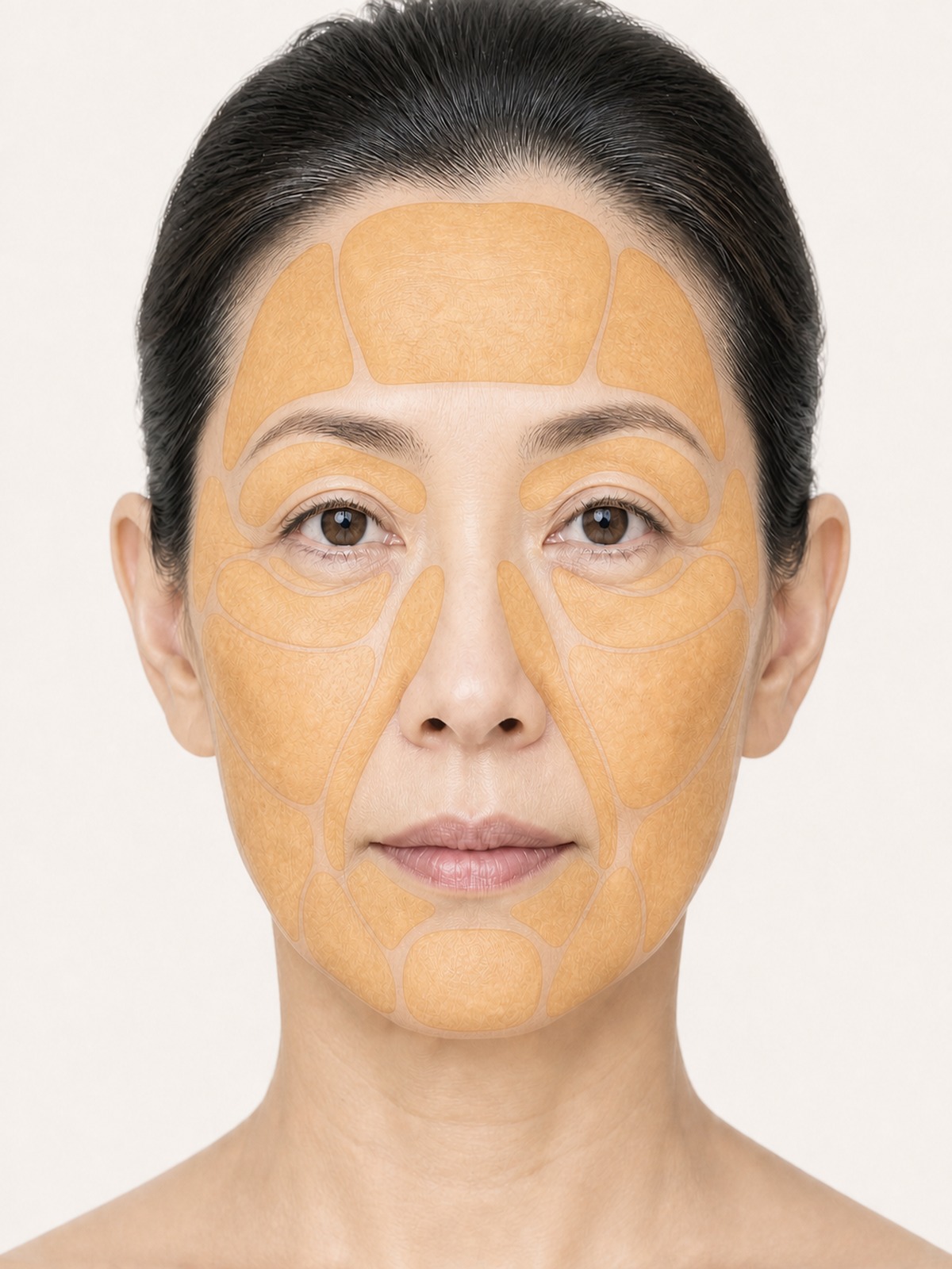 同じ正面顔に顔面の脂肪区画を重ねた解剖イメージ（AI生成・模式図）